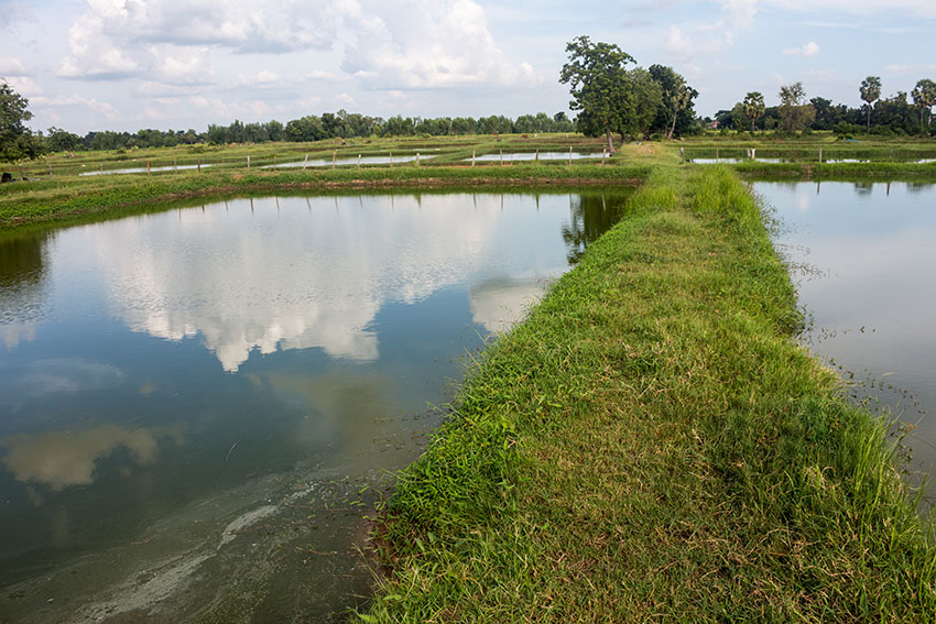 fish pond construction zimbabwe