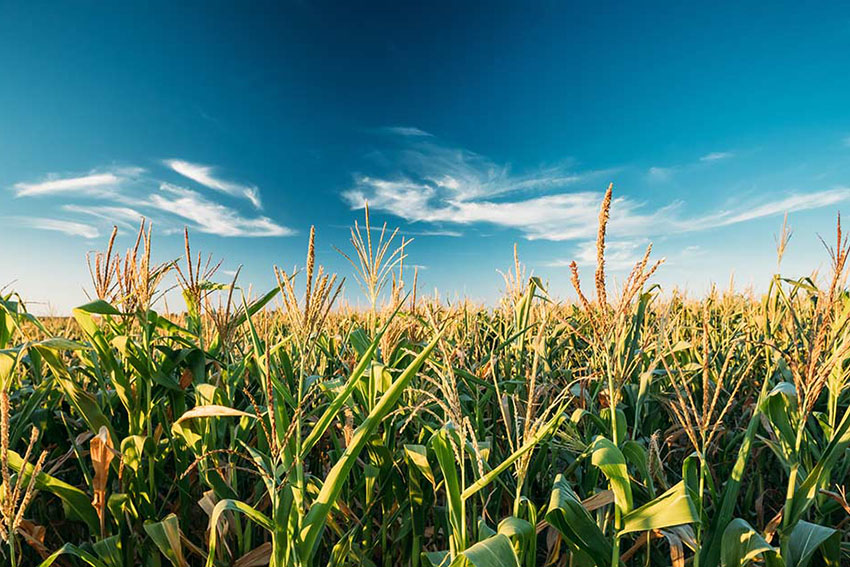 zimbabwe agriculture equipment